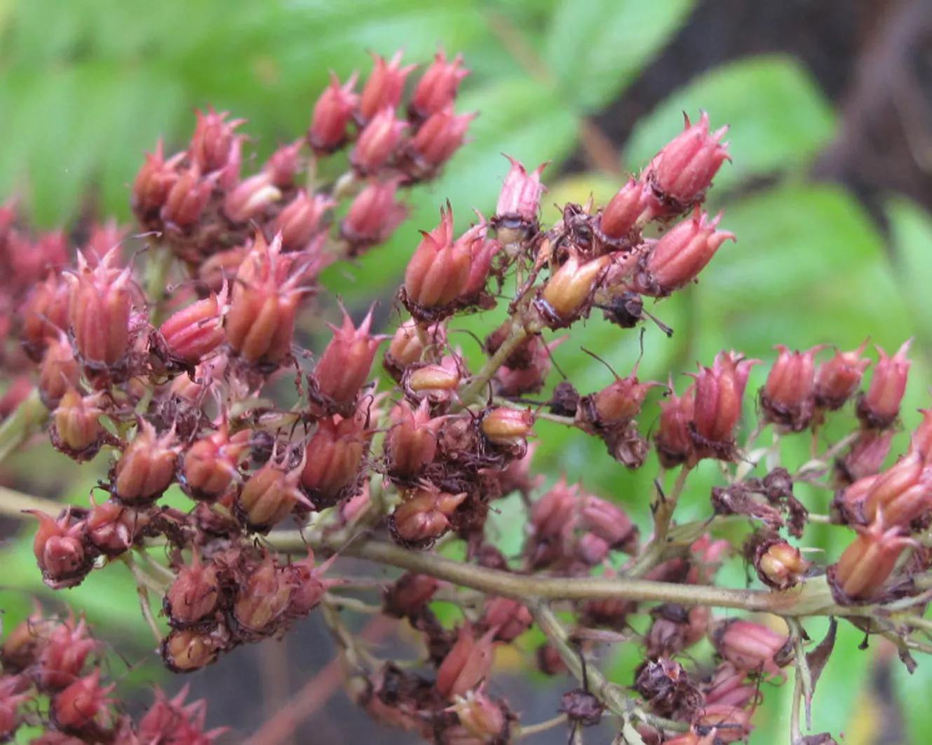False Spiraea (Sorbaria Sorbifolia) — attracting pollinators such as bees and butterflies to the garden.<br><br>For optimal growth; terminal panicles that can
