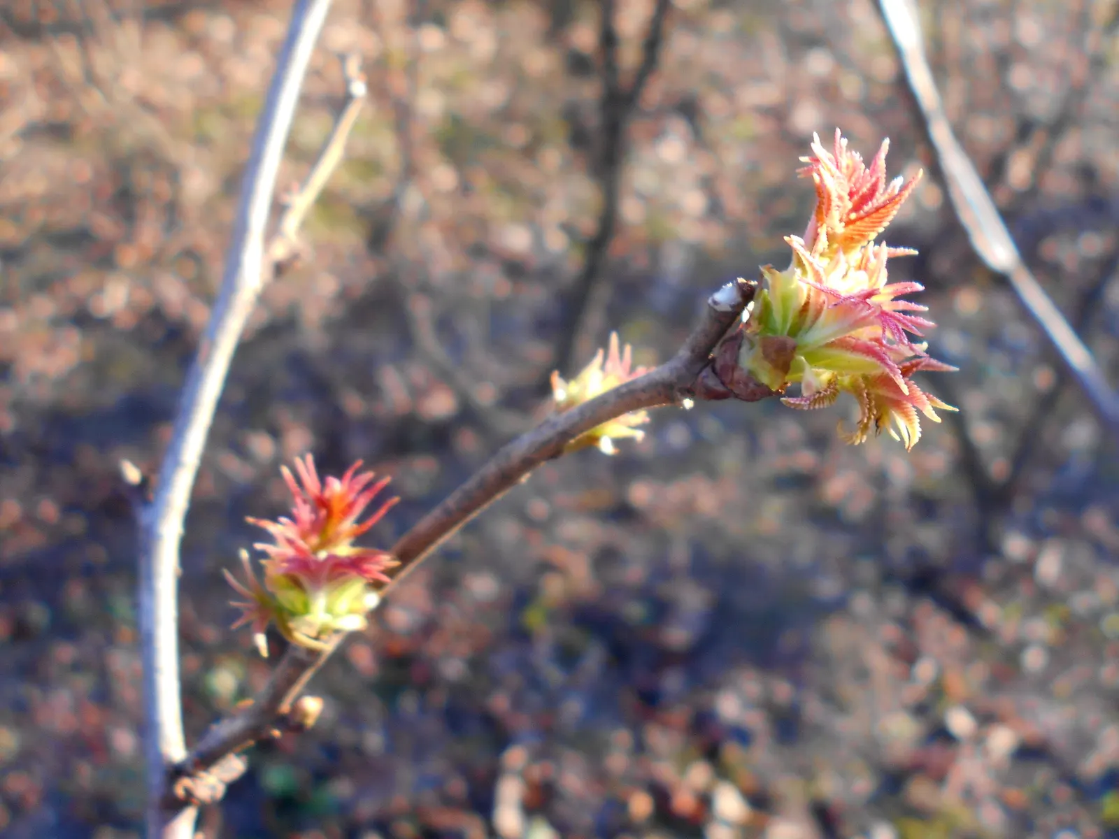 False Spiraea (Sorbaria Sorbifolia) — scientifically named Sorbaria sorbifolia