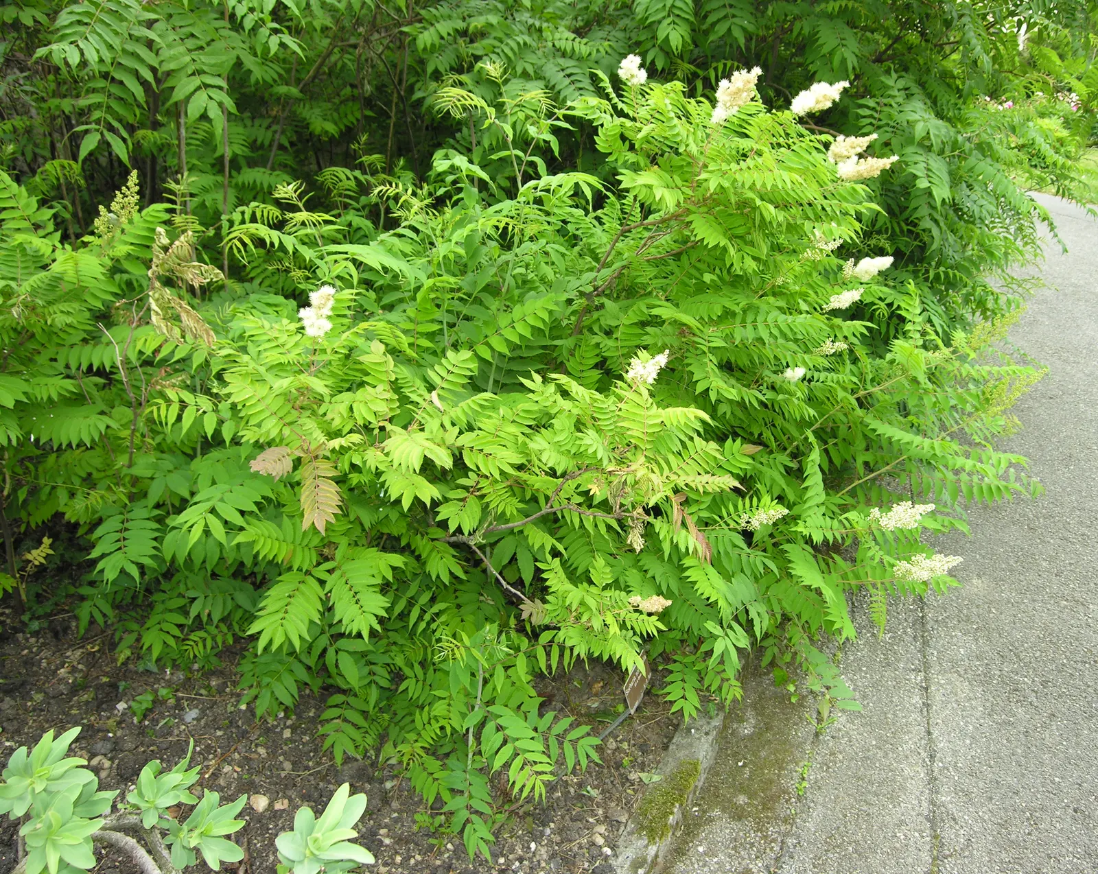 False Spiraea (Sorbaria Sorbifolia) — This shrub is fast-growing and may be prone to spreading by suckers