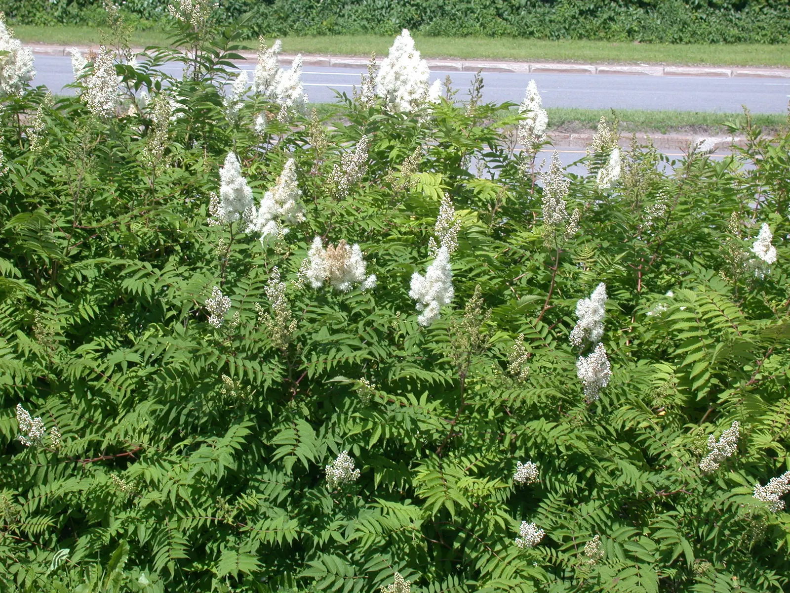 False Spiraea (Sorbaria Sorbifolia) — this hardy plant thrives in USDA hardiness zones 2 through 8