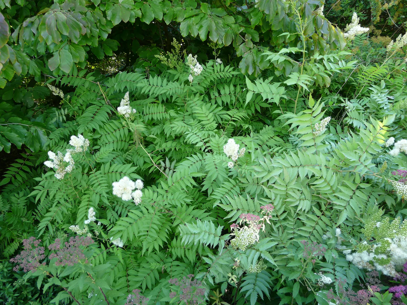 False Spiraea (Sorbaria Sorbifolia) — which can extend up to 12 inches long