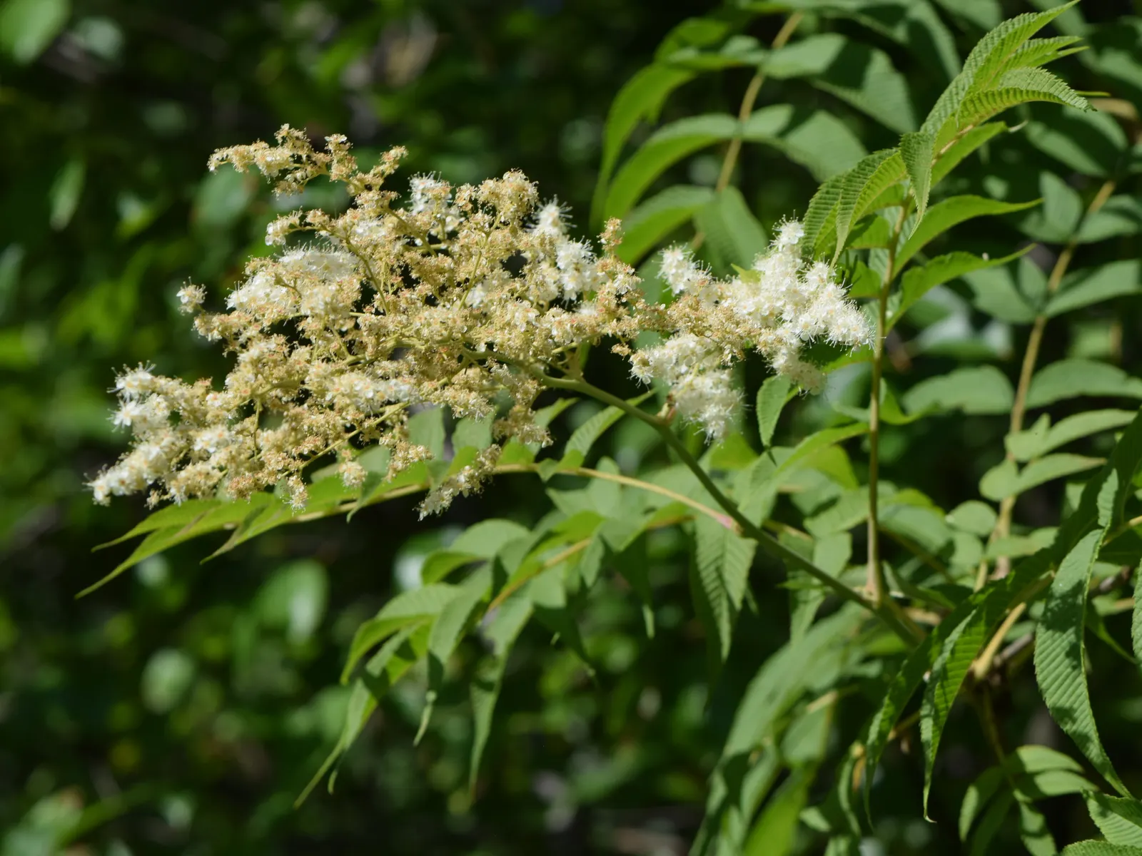 False Spiraea (Sorbaria Sorbifolia) — The blossoms are arranged in dense