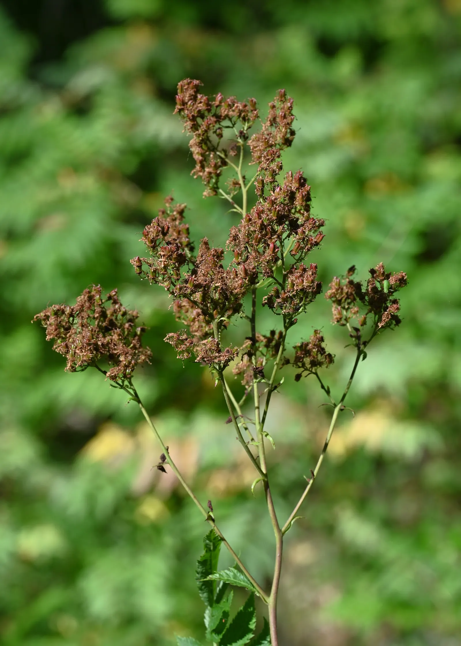 False Spiraea (Sorbaria Sorbifolia) — The blossoms are arranged in dense; fern-like leaves that emerge with a bronze hue before turning green