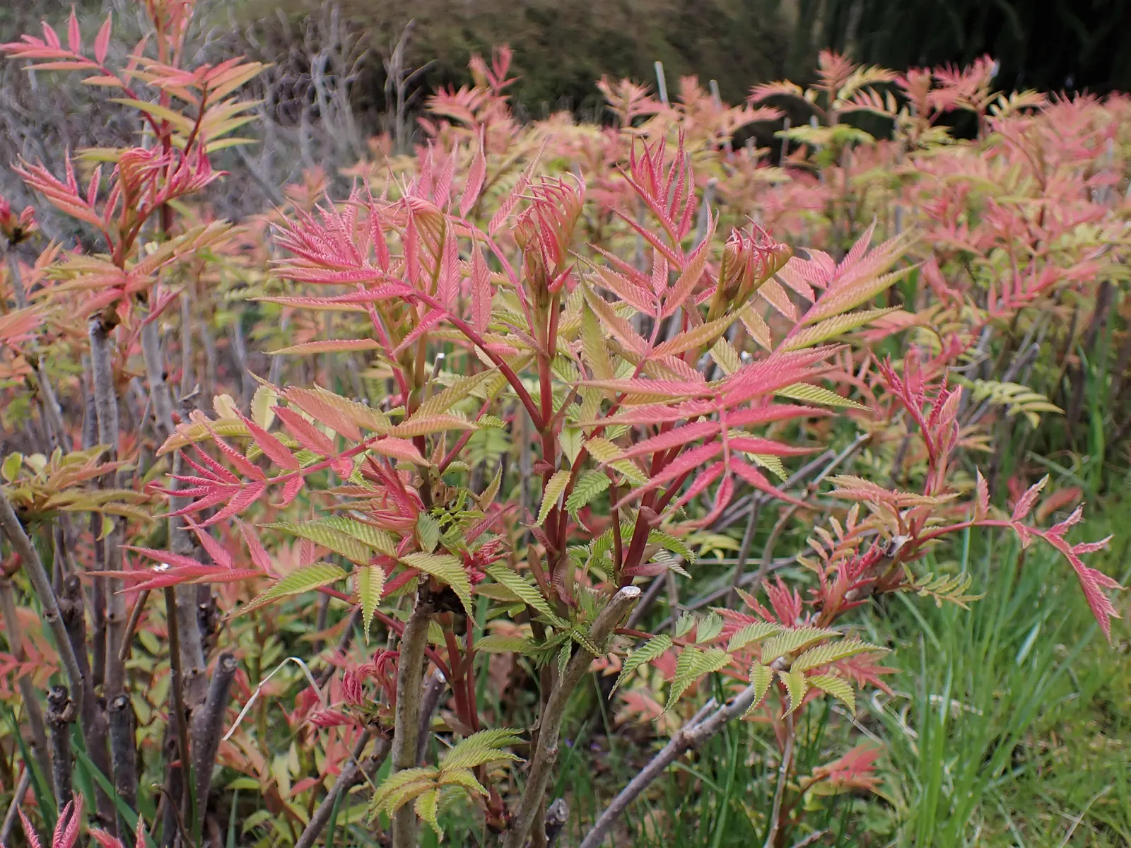 False Spiraea (Sorbaria Sorbifolia) — this hardy plant thrives in USDA hardiness zones 2 through 8; sorbaria sorbifolia is characterized by its lush
