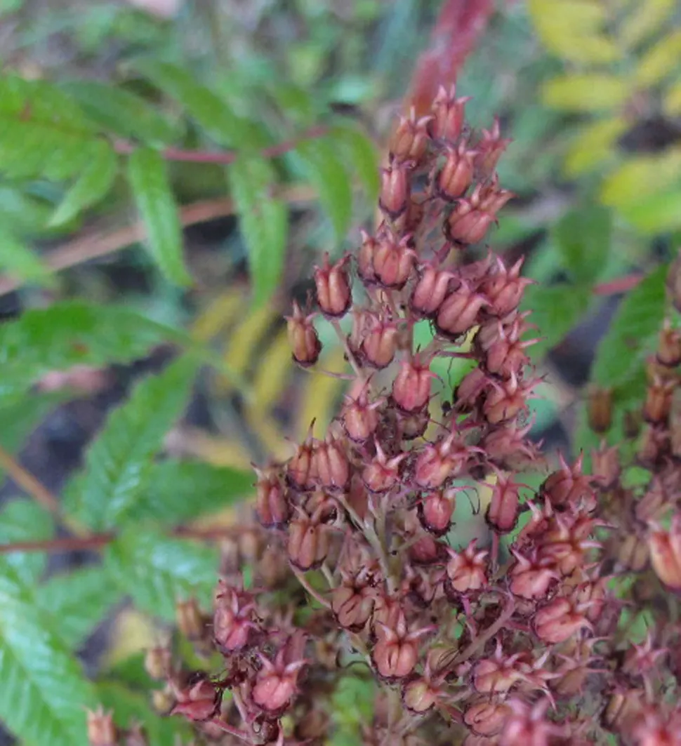 False Spiraea (Sorbaria Sorbifolia) — and a penchant for full sun to part shade; fern-like leaves that emerge with a bronze hue before turning green, image 89