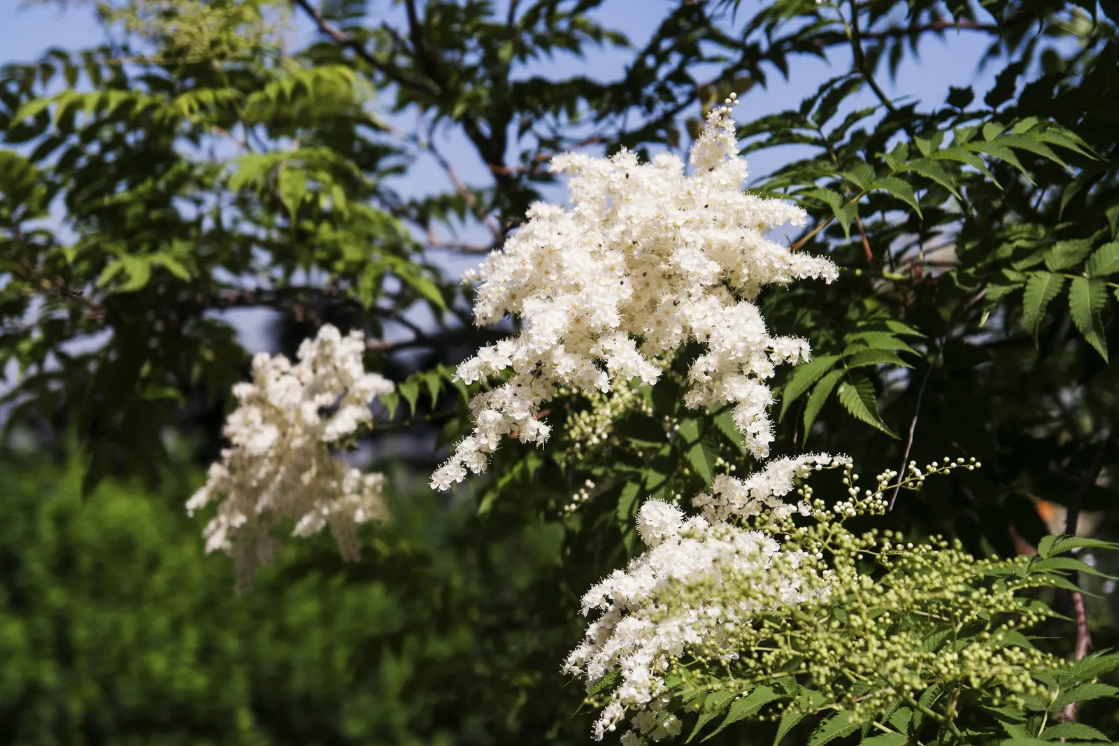 False Spiraea (Sorbaria Sorbifolia) — which can extend up to 12 inches long; or as a natural-style hedge in a landscape design