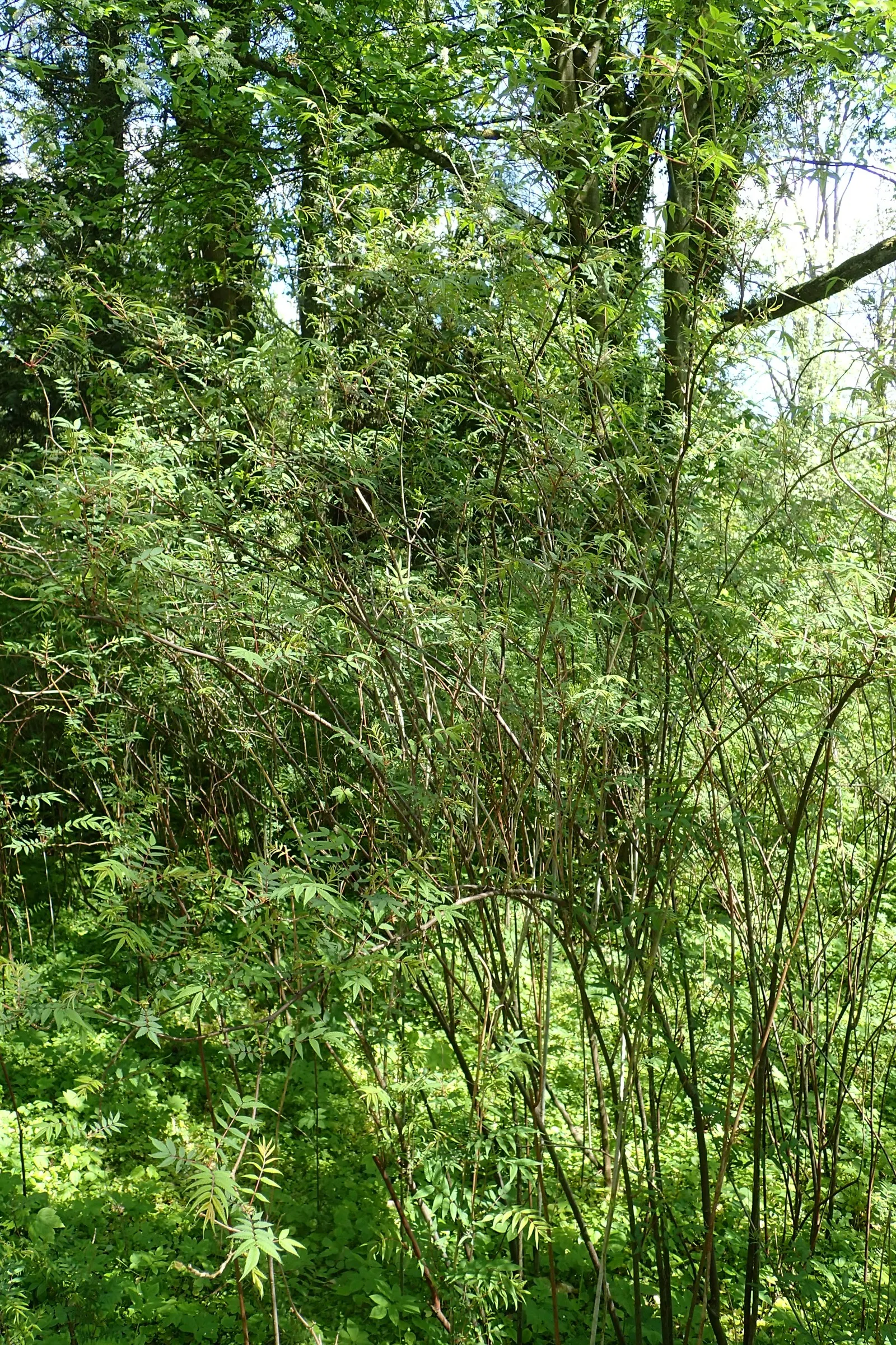 False Spiraea (Sorbaria Sorbifolia) — shrub with white blooms