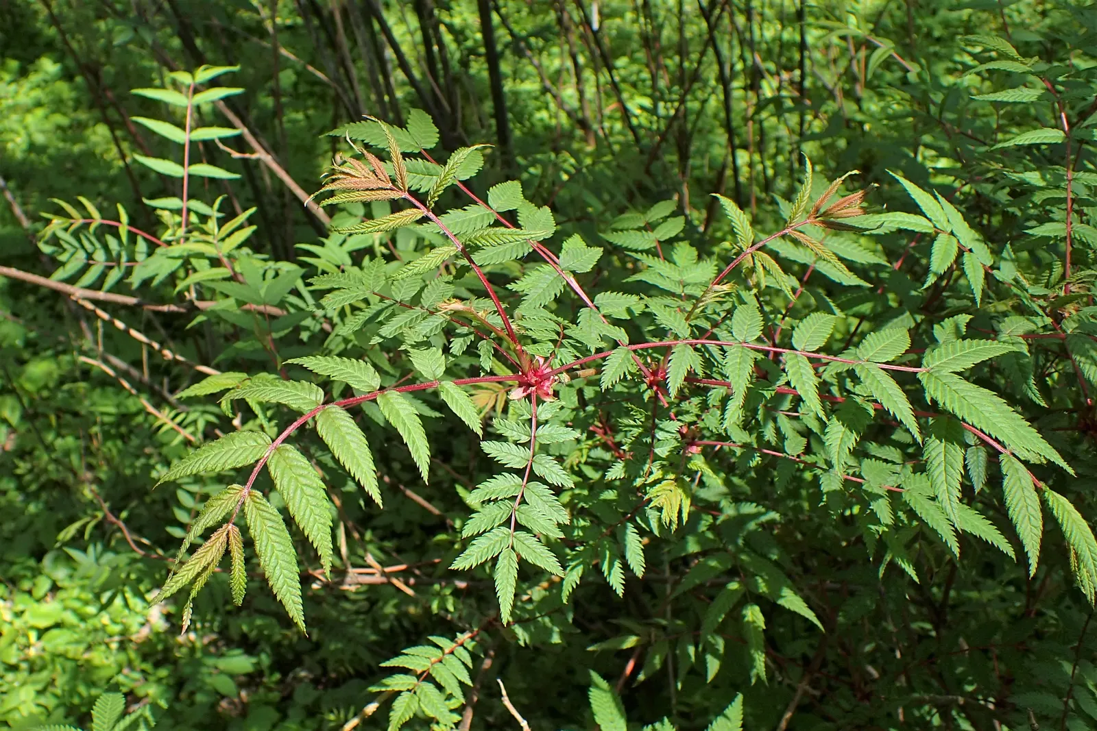False Spiraea (Sorbaria Sorbifolia) — shrub for full or half; or as a natural-style hedge in a landscape design