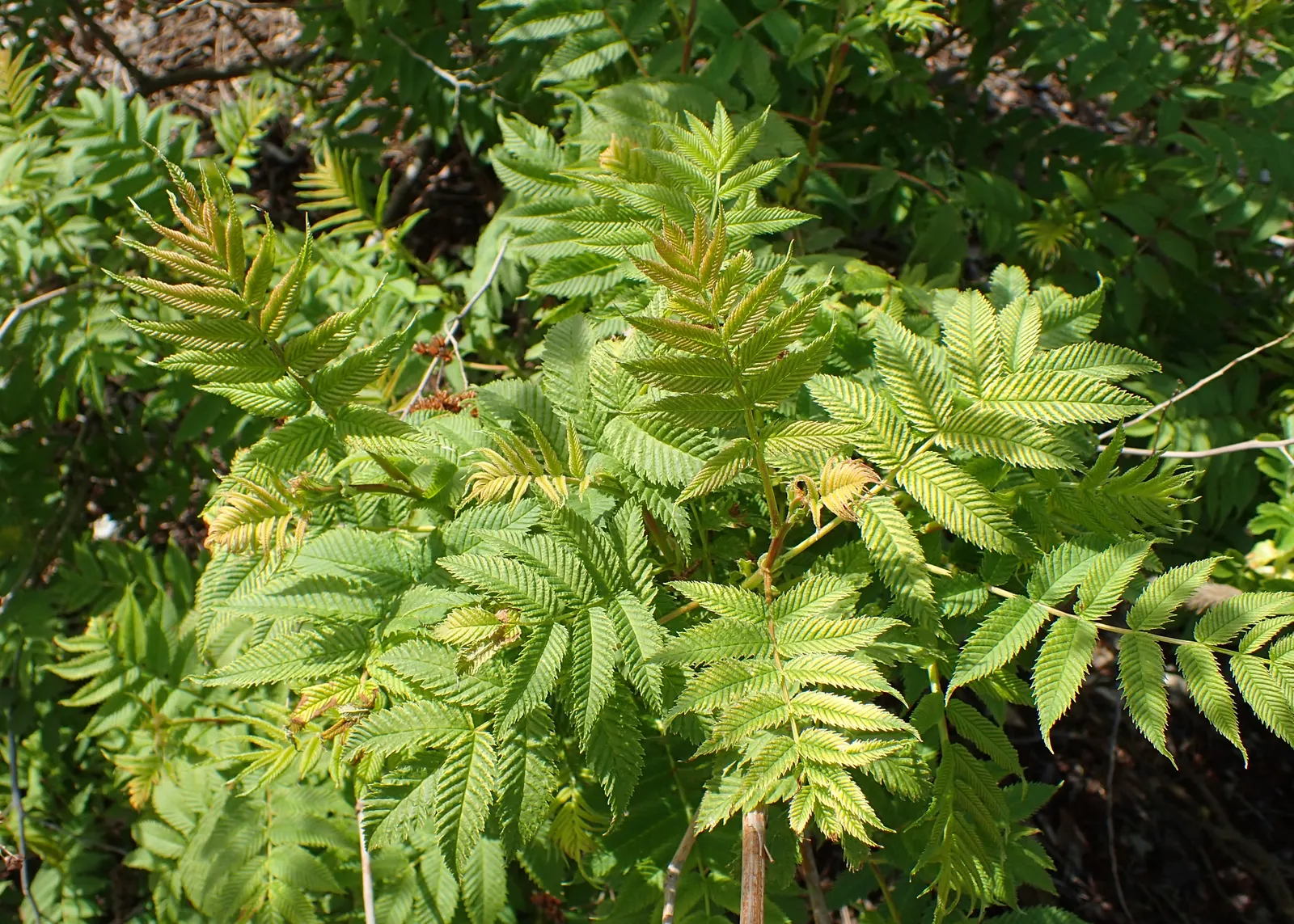 False Spiraea (Sorbaria Sorbifolia) — fern-like leaves that emerge with a bronze hue before turning green; or as a natural-style hedge in a, image 60