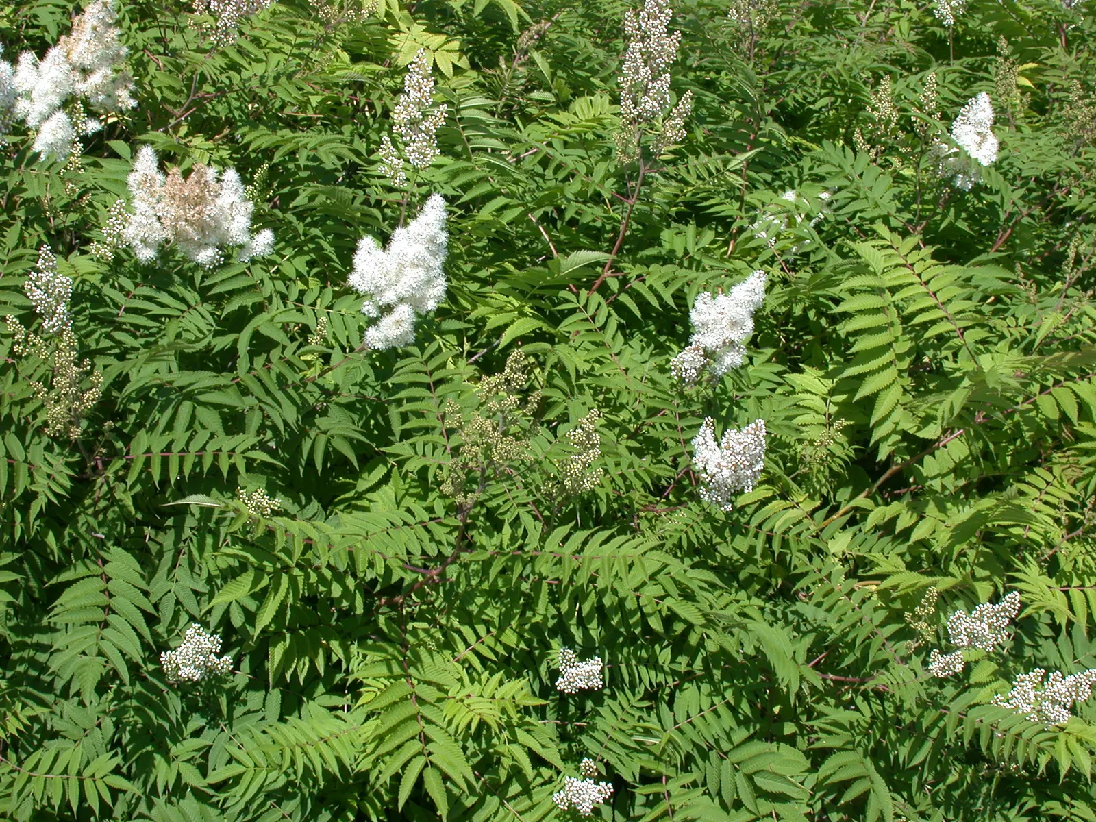 False Spiraea (Sorbaria Sorbifolia) — It is not particularly drought-tolerant and benefits from regular watering, especially during dry spells, image 77