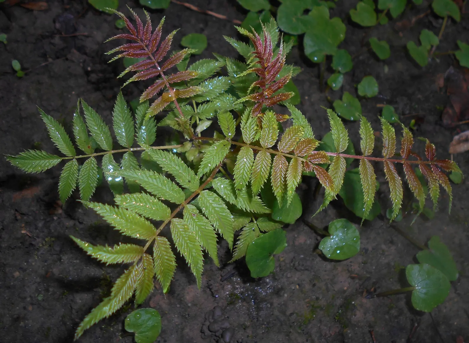 False Spiraea (Sorbaria Sorbifolia) — shrub with white blooms; terminal panicles that can reach up to 10 inches in length, image 83