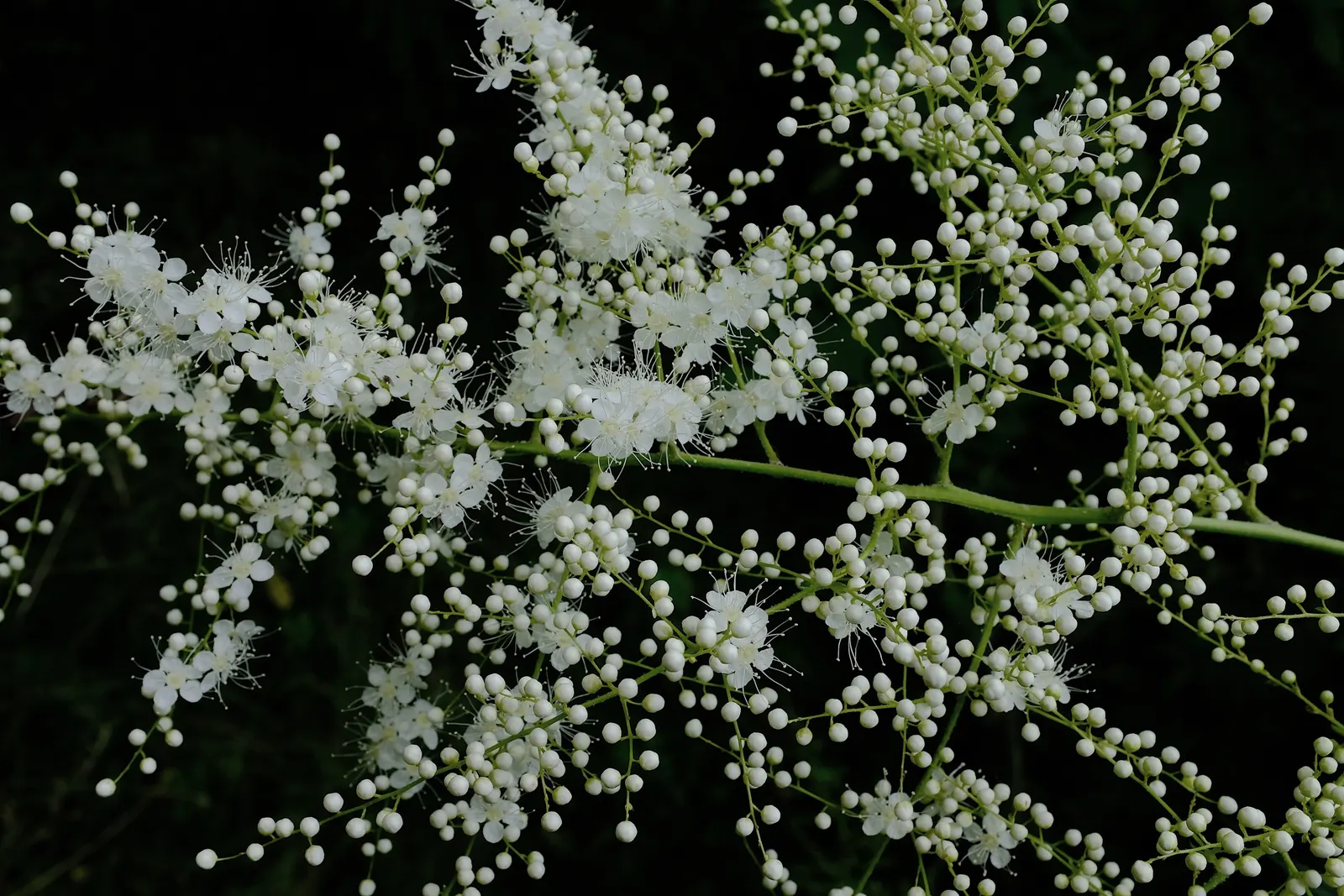 False Spiraea (Sorbaria Sorbifolia) — Typically reaching 4-6 feet in height and spread, this hardy plant thrives in USDA zones 2-8