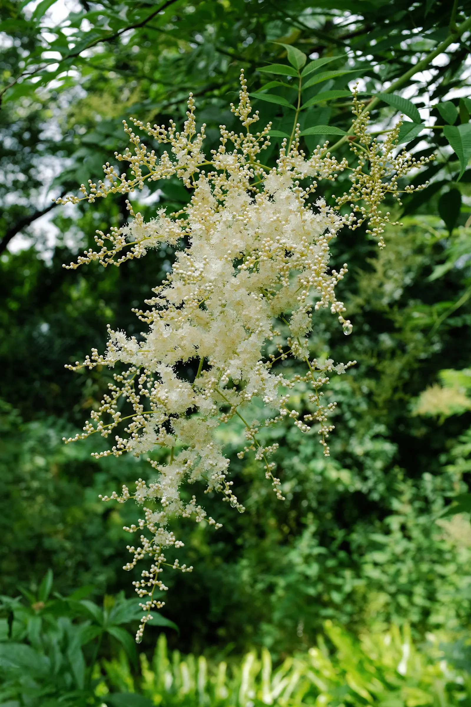 False Spiraea (Sorbaria Sorbifolia) — Originating from Eastern Asia
