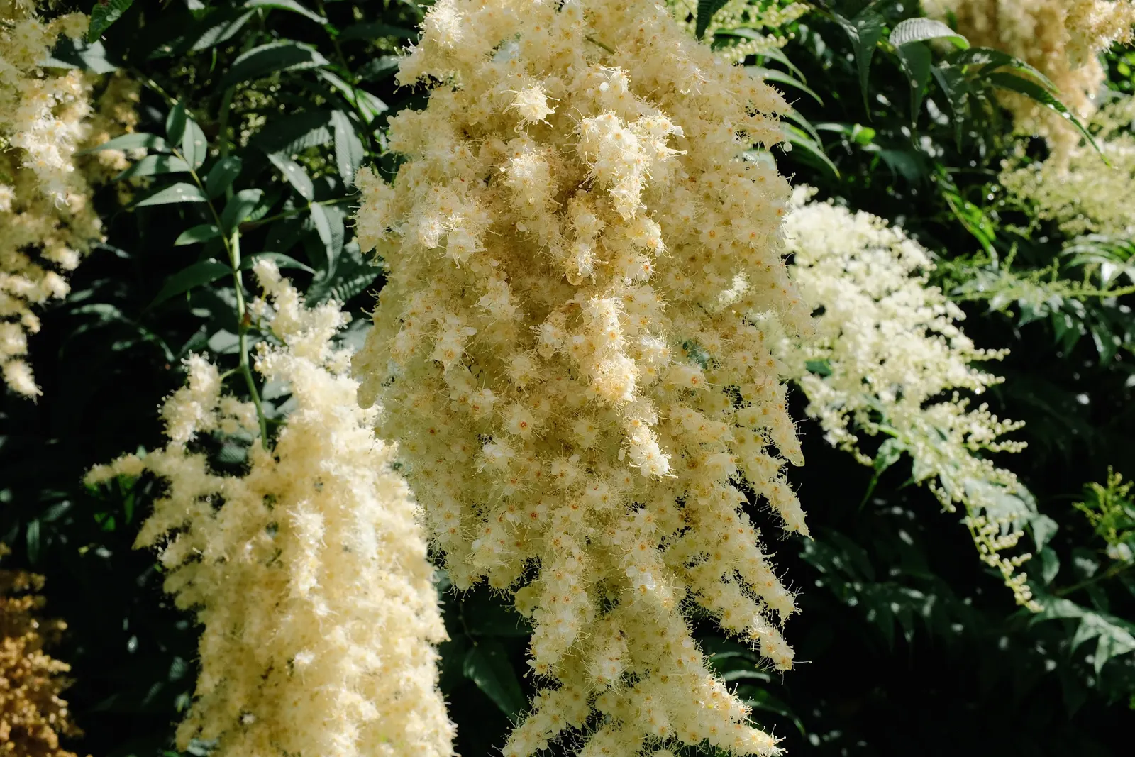 False Spiraea (Sorbaria Sorbifolia) — plume-like flowers in mid to late summer