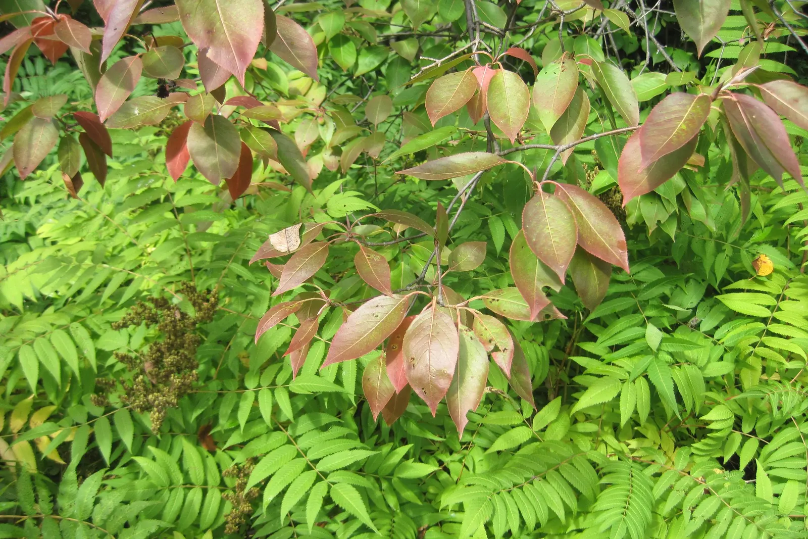 False Spiraea (Sorbaria Sorbifolia) — plant False Spiraea in full sun to part shade in well-drained soil; or as a natural-style hedge in a, image 76