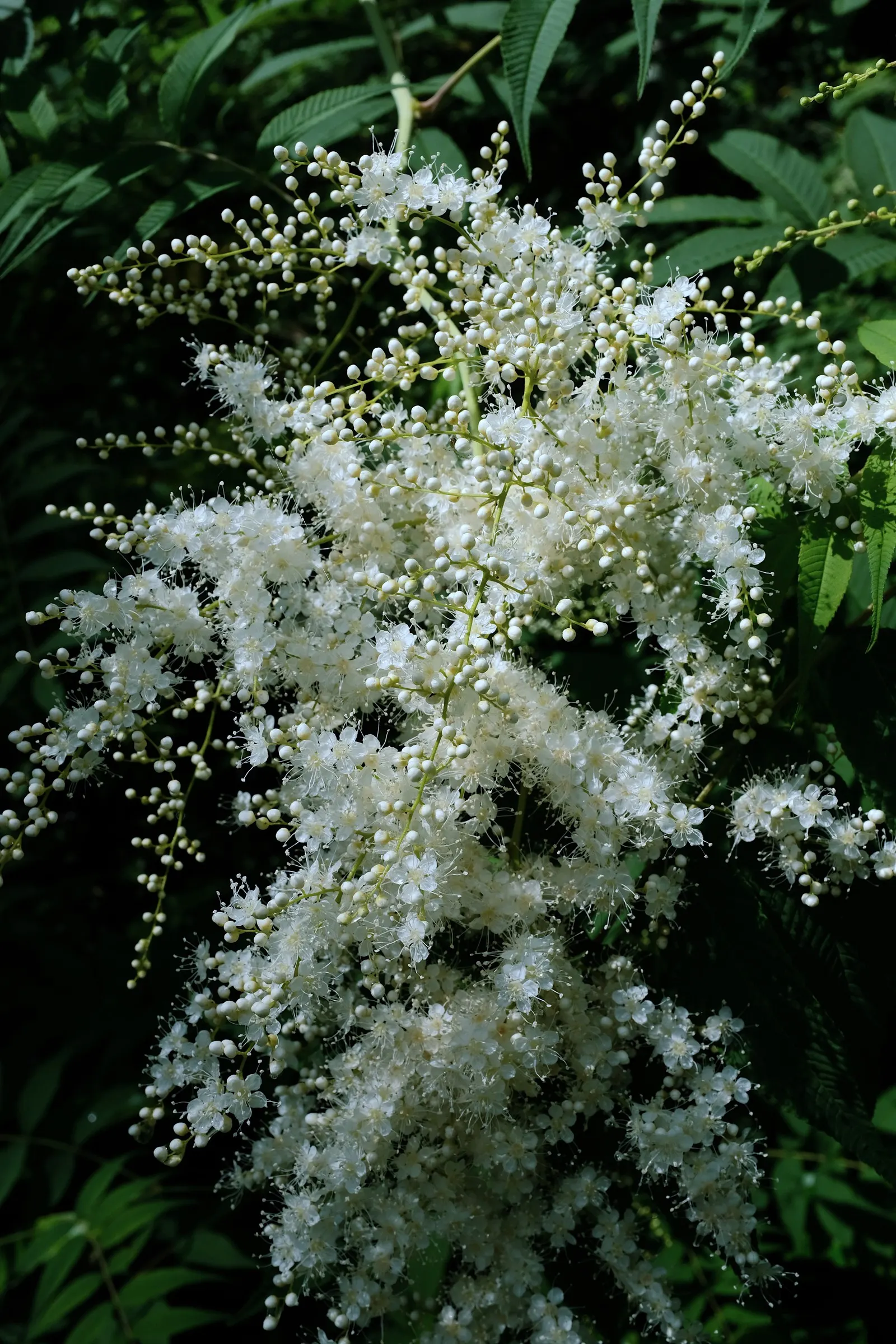 False Spiraea (Sorbaria Sorbifolia) — white flowers in the garden; sorbaria sorbifolia is characterized by its lush