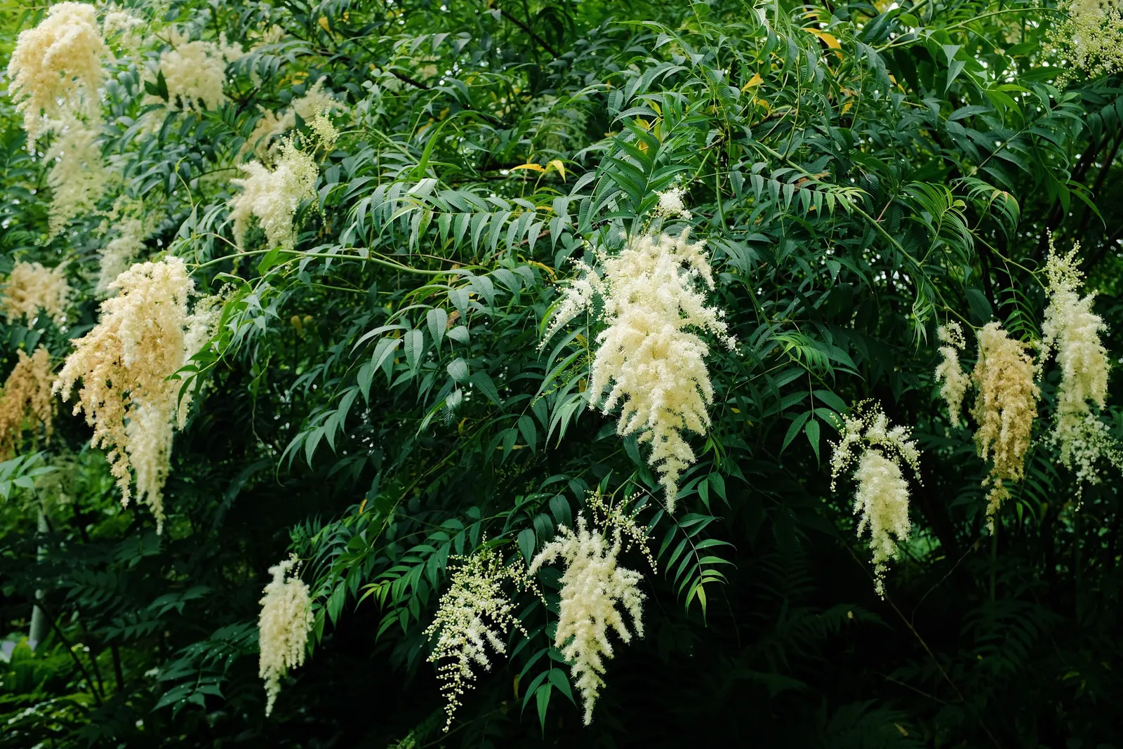 False Spiraea (Sorbaria Sorbifolia) — so it may require occasional pruning to maintain its shape and prevent overgrowth