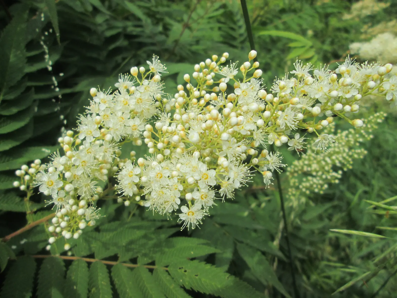 False Spiraea (Sorbaria Sorbifolia) — scientifically named Sorbaria sorbifolia; terminal panicles that can reach up to 10 inches in length
