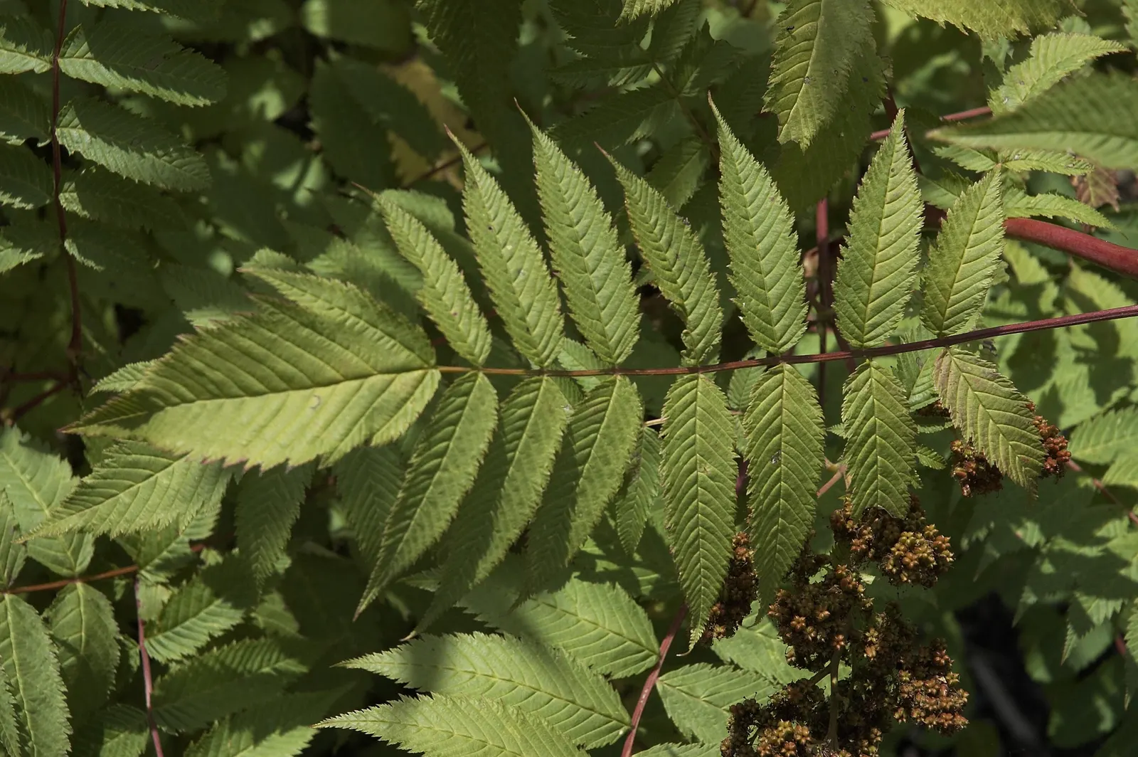 False Spiraea (Sorbaria Sorbifolia) — It is not particularly drought-tolerant and benefits from regular watering, especially during dry spells