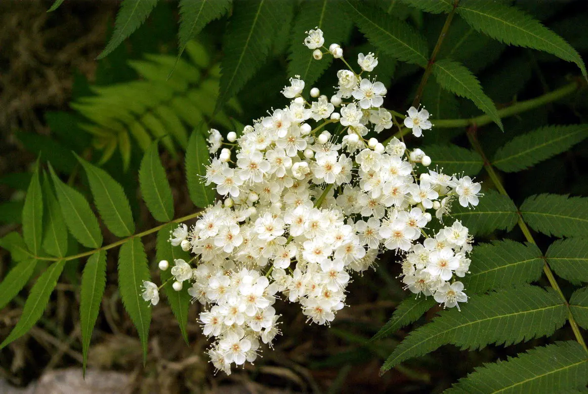 False Spiraea (Sorbaria Sorbifolia) — deciduous shrub renowned for its feathery clusters of white summer blooms; sorbaria sorbifolia is, image 86