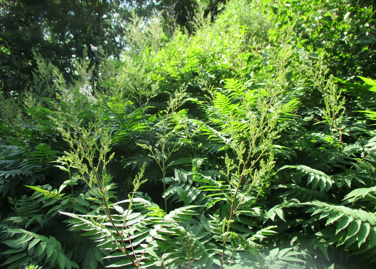 False Spiraea (Sorbaria Sorbifolia) — terminal panicles that can reach up to 10 inches in length