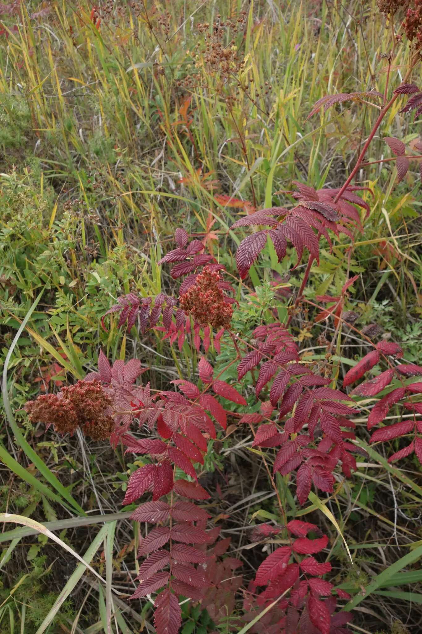 False Spiraea (Sorbaria Sorbifolia) — white flowers in the garden; sorbaria sorbifolia is characterized by its lush, image 82