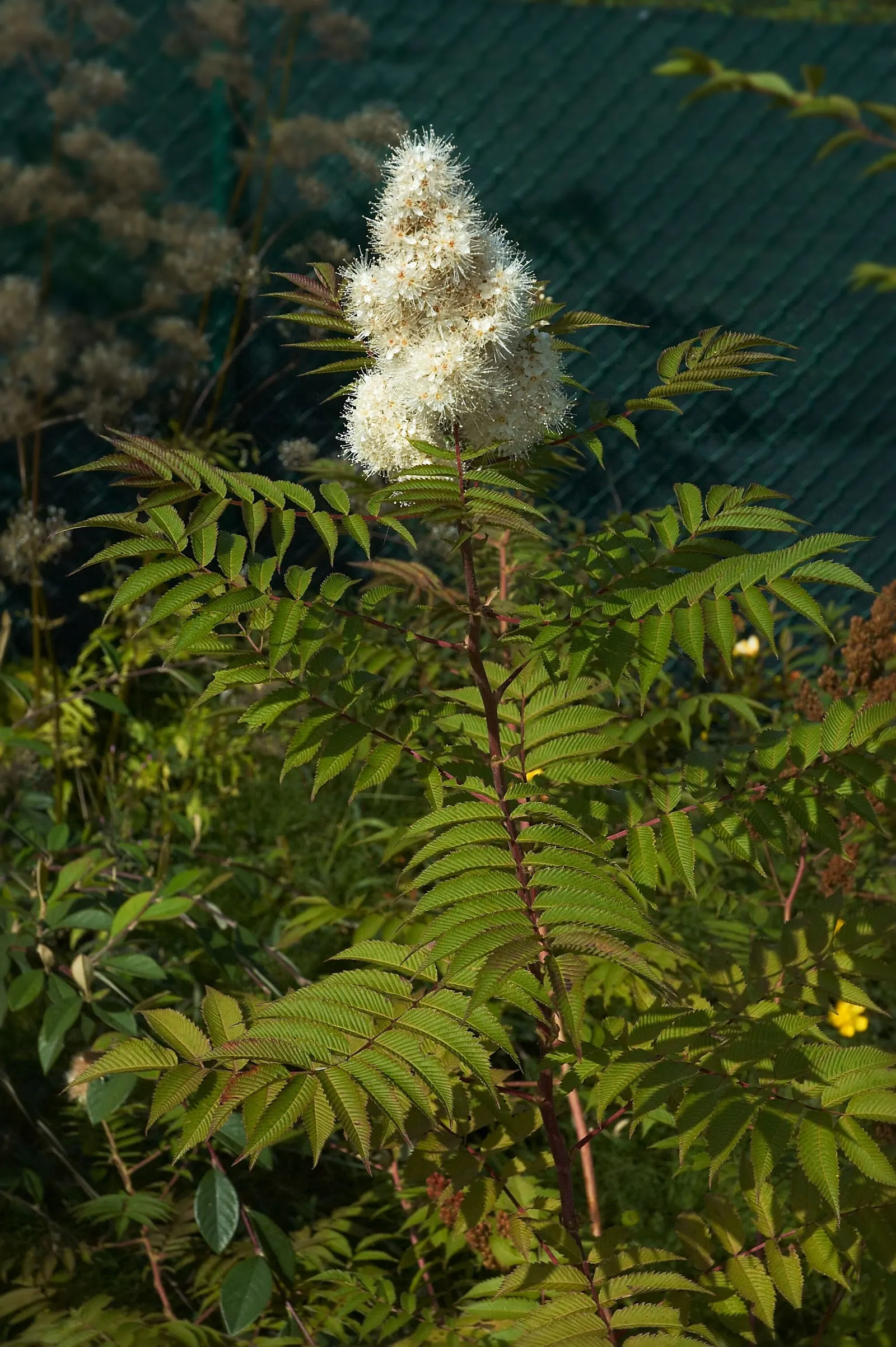 False Spiraea (Sorbaria Sorbifolia) — deciduous shrub renowned for its feathery clusters of white summer blooms; sorbaria sorbifolia is characterized by its