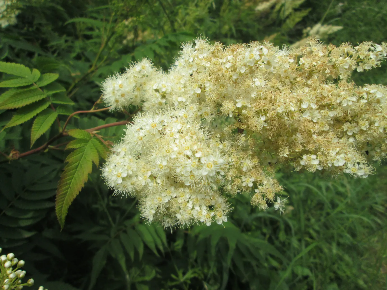 False Spiraea (Sorbaria Sorbifolia) — Sorbaria sorbifolia is characterized by its lush; terminal panicles that can reach up to 10 inches in length