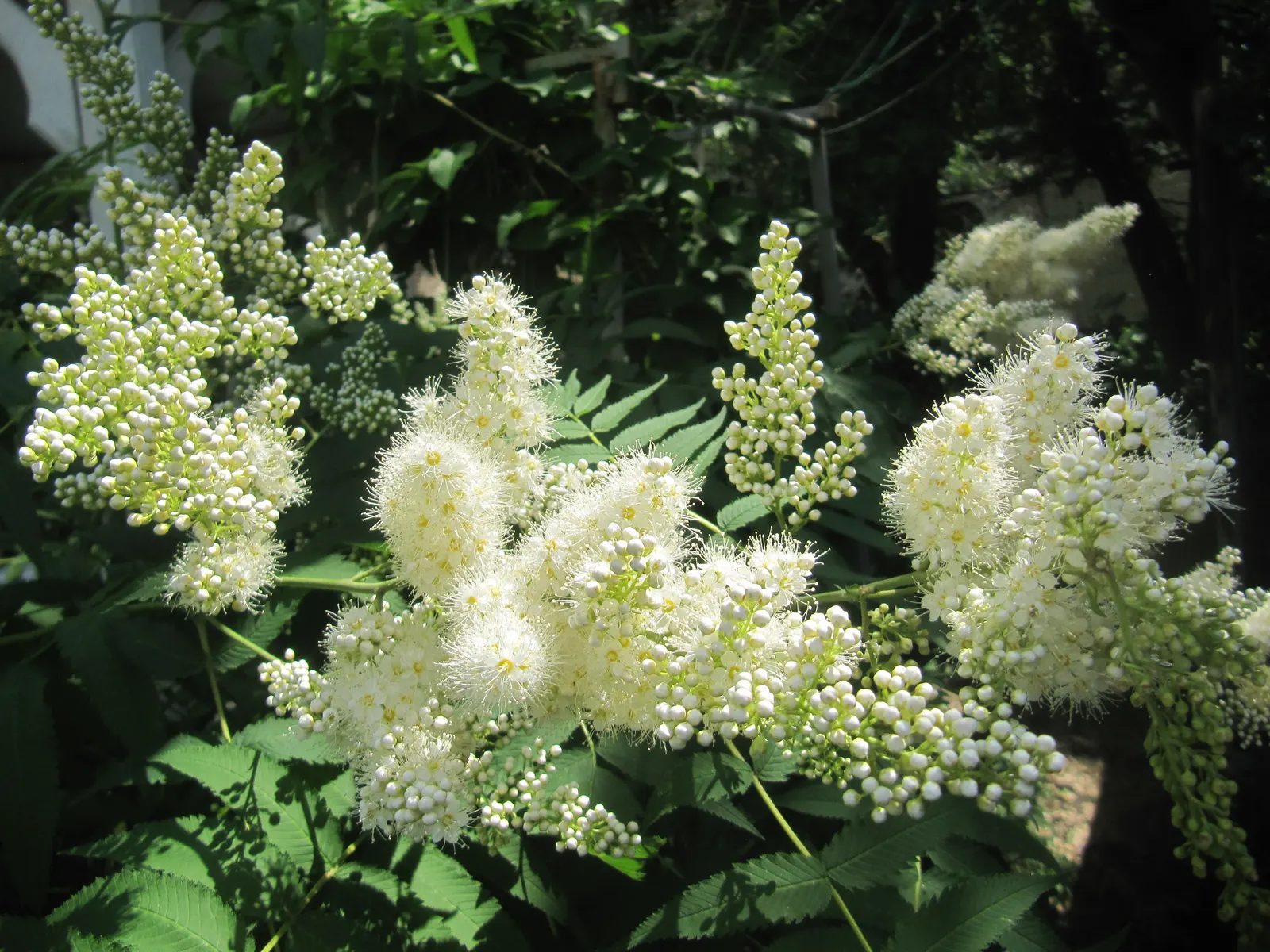 False Spiraea (Sorbaria Sorbifolia) — it's an excellent choice for borders or mass plantings with its vigorous; sorbaria sorbifolia is, image 90