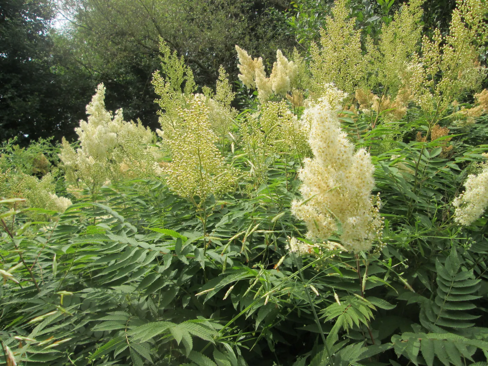 False Spiraea (Sorbaria Sorbifolia) — Sorbaria sorbifolia is characterized by its lush; terminal panicles that can reach up to 10 inches in length, image 95
