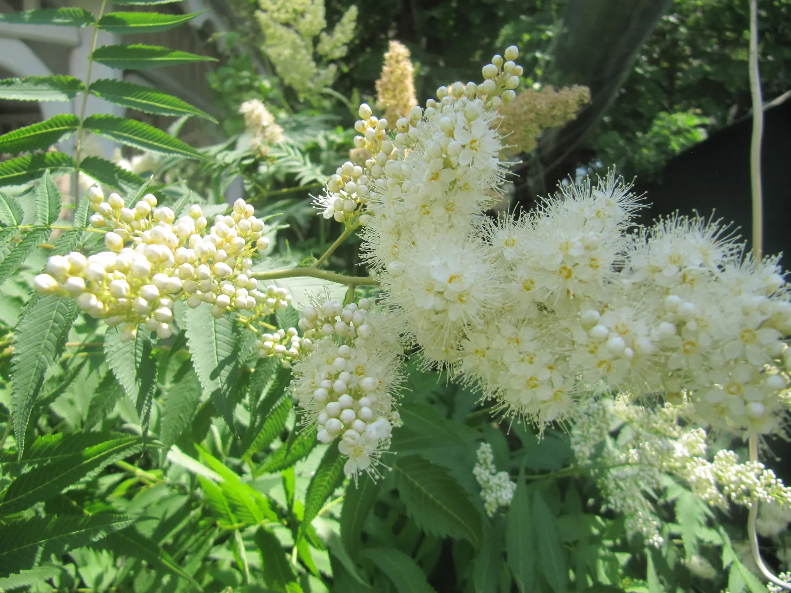 False Spiraea (Sorbaria Sorbifolia) — which can extend up to 12 inches long; or as a natural-style hedge in a landscape design, image 68