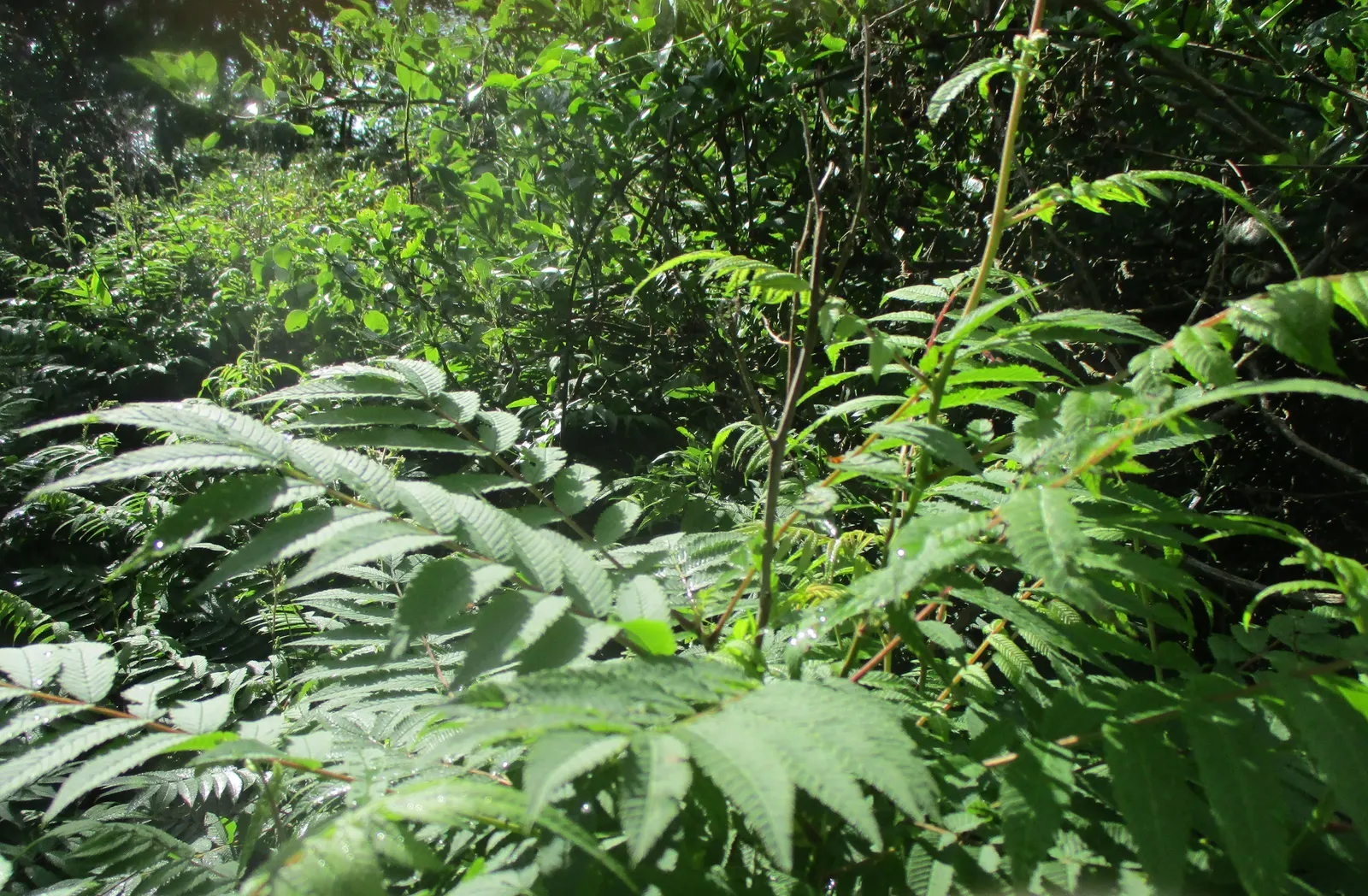 False Spiraea (Sorbaria Sorbifolia) — shrub with white blooms; terminal panicles that can reach up to 10 inches in length
