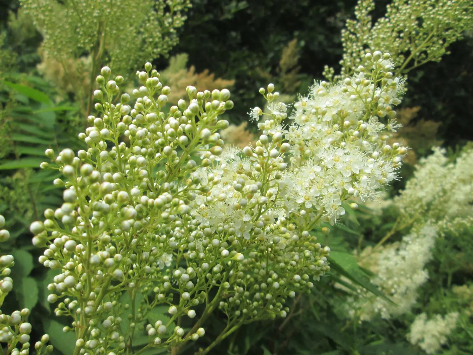 False Spiraea (Sorbaria Sorbifolia) — white flowers in the garden