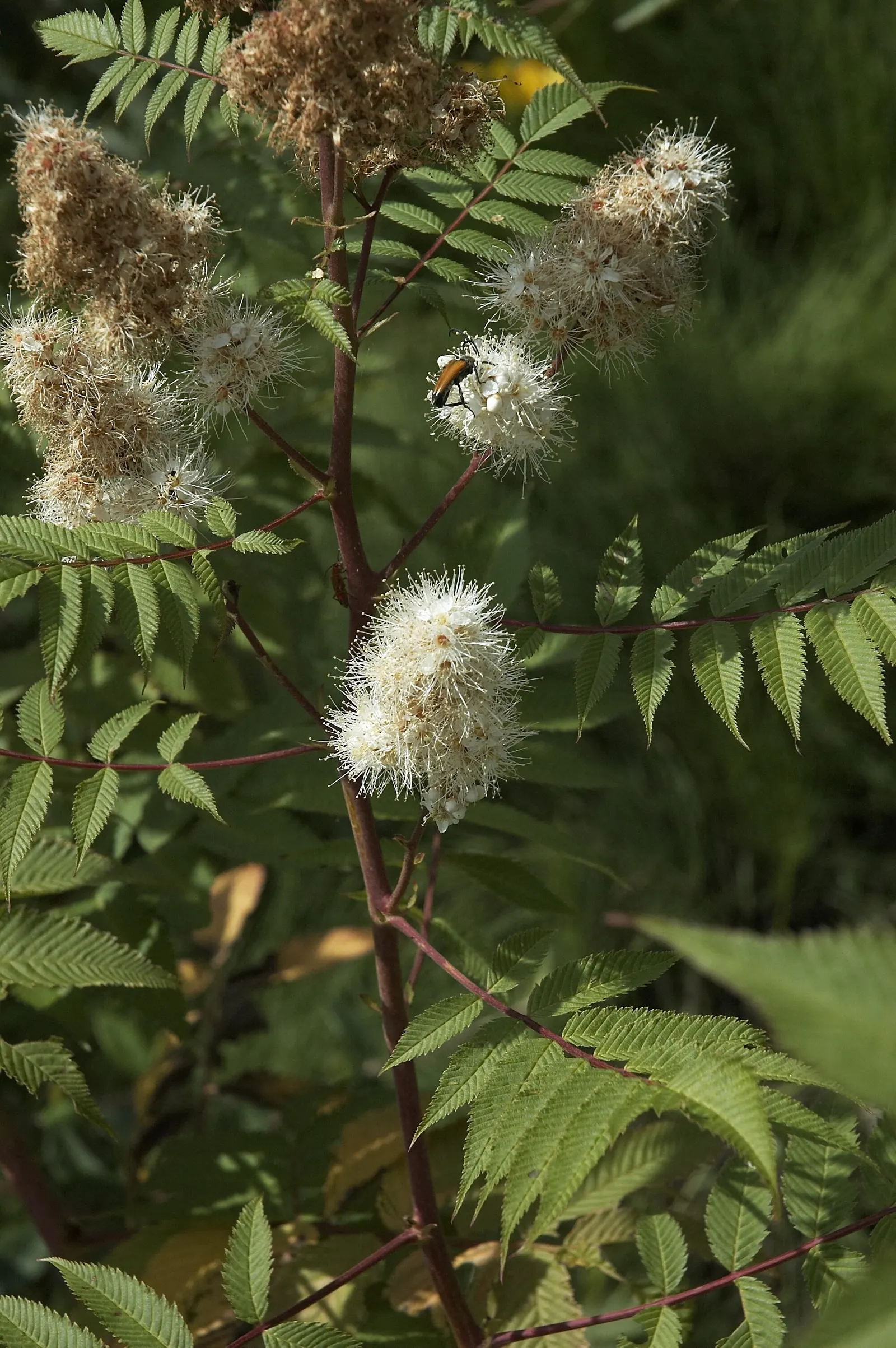 False Spiraea (Sorbaria Sorbifolia) — is a deciduous shrub that offers a multi-faceted appeal in a landscape design; or as a natural-style hedge in a landscape