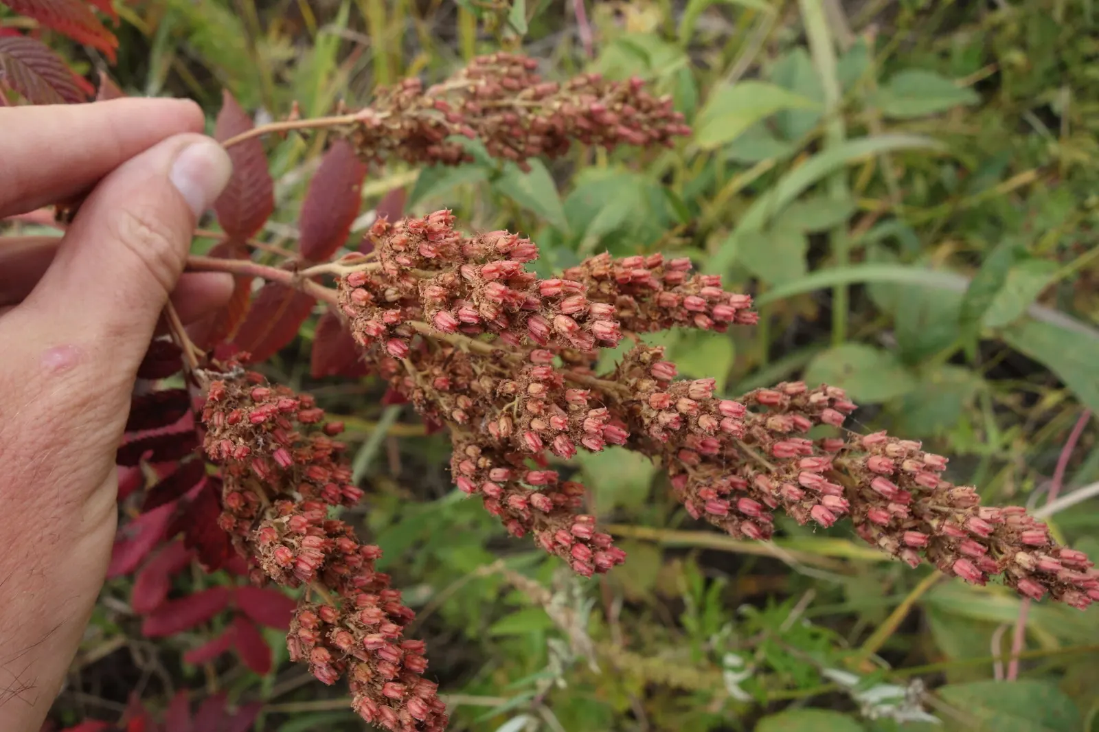 False Spiraea (Sorbaria Sorbifolia) — This shrub is fast-growing and may be prone to spreading by suckers; sorbaria sorbifolia is characterized by, image 78