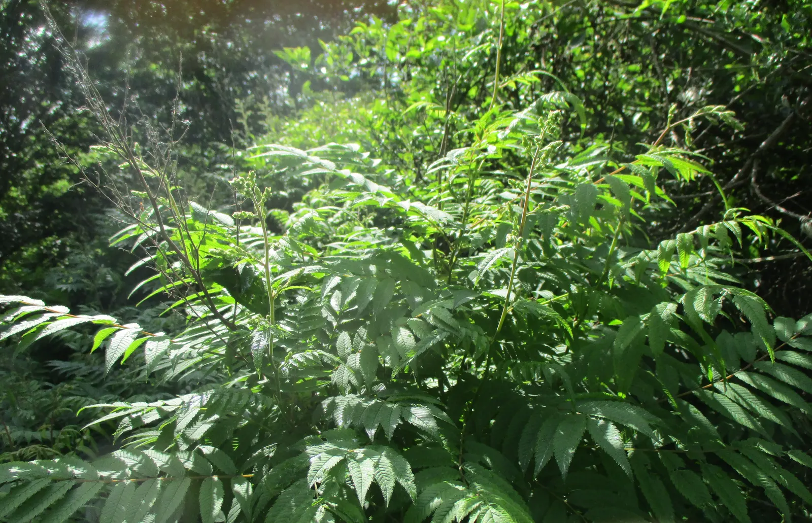 False Spiraea (Sorbaria Sorbifolia) — Sorbaria sorbifolia is characterized by its lush