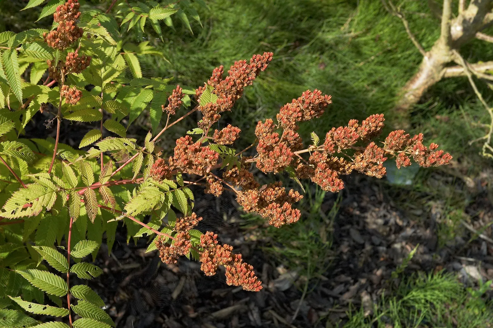 False Spiraea (Sorbaria Sorbifolia) — so it may require occasional pruning to maintain its shape and prevent overgrowth; terminal panicles that can, image 79