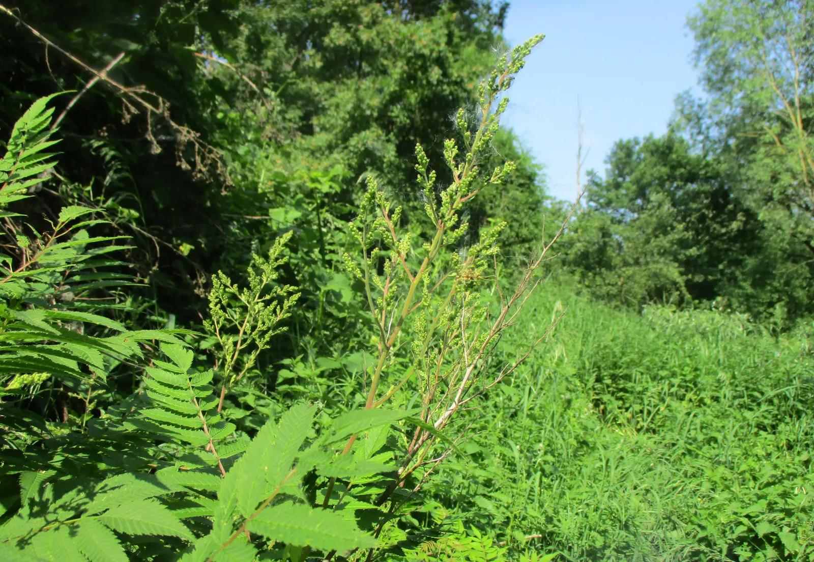 False Spiraea (Sorbaria Sorbifolia) — False Spiraea (Sorbaria sorbifolia) is a robust
