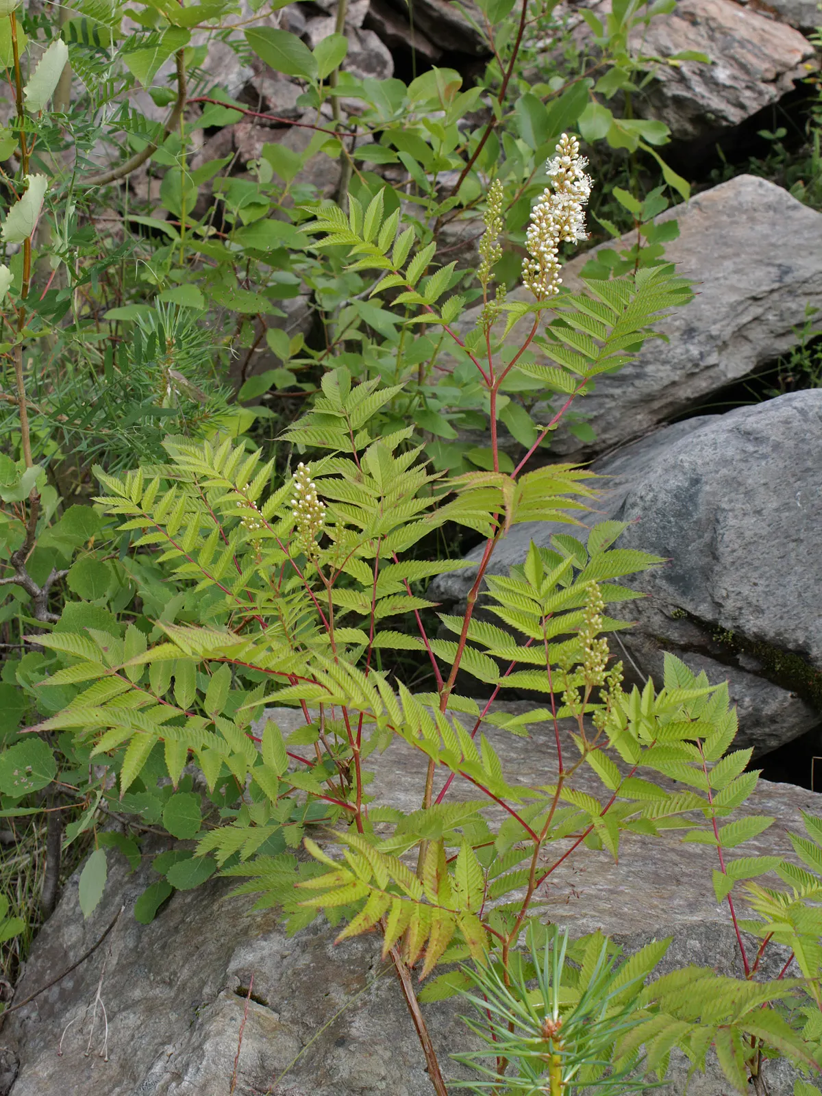 False Spiraea (Sorbaria Sorbifolia) — creating a fine-textured presence; sorbaria sorbifolia is characterized by its lush, image 70