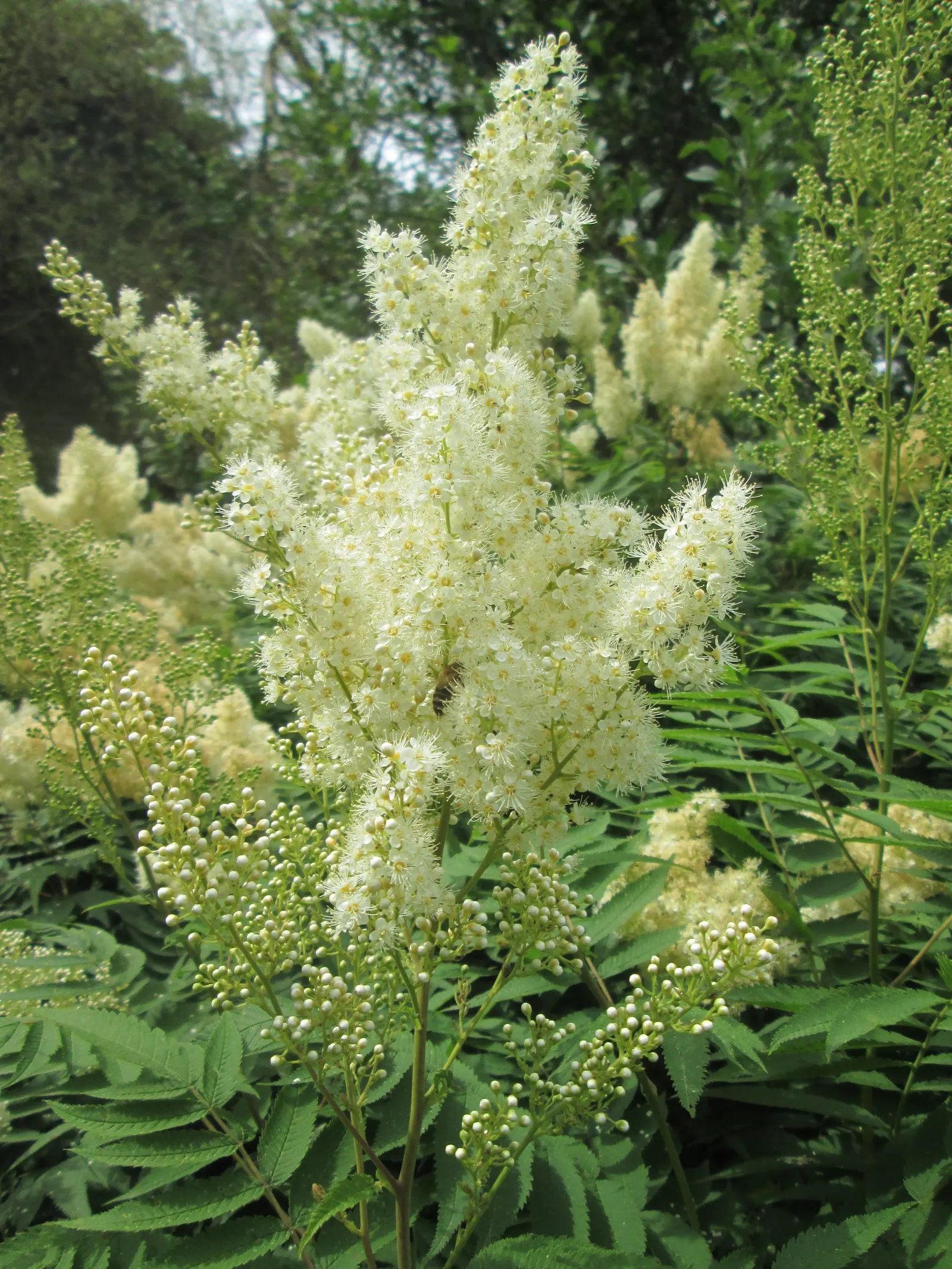 False Spiraea (Sorbaria Sorbifolia) — It is not particularly drought-tolerant and benefits from regular watering, especially during dry spells; fern-like
