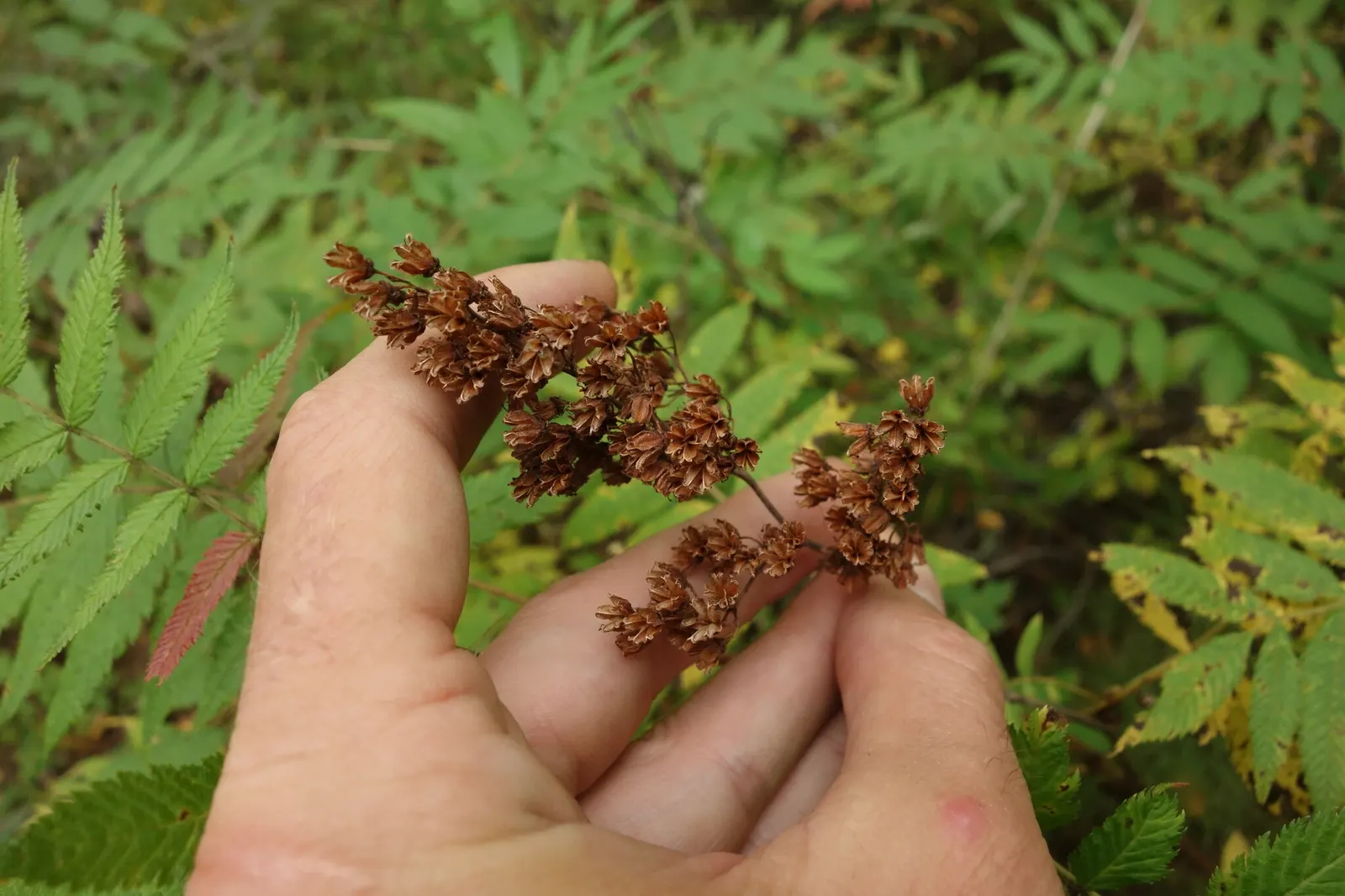 False Spiraea (Sorbaria Sorbifolia) — terminal panicles that can reach up to 10 inches in length; sorbaria sorbifolia is characterized by its lush, image 74