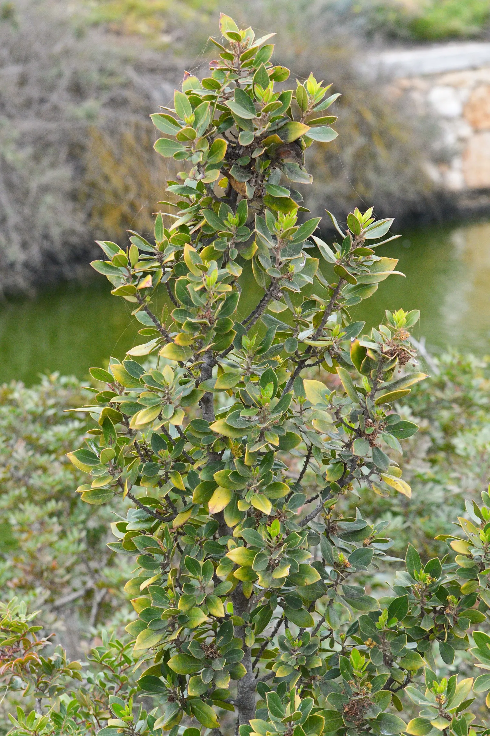 Italian Buckthorn (Rhamnus Alaternus) — It tolerates pruning and shaping, making it an excellent choice for hedges or topiary; this robust shrub typically