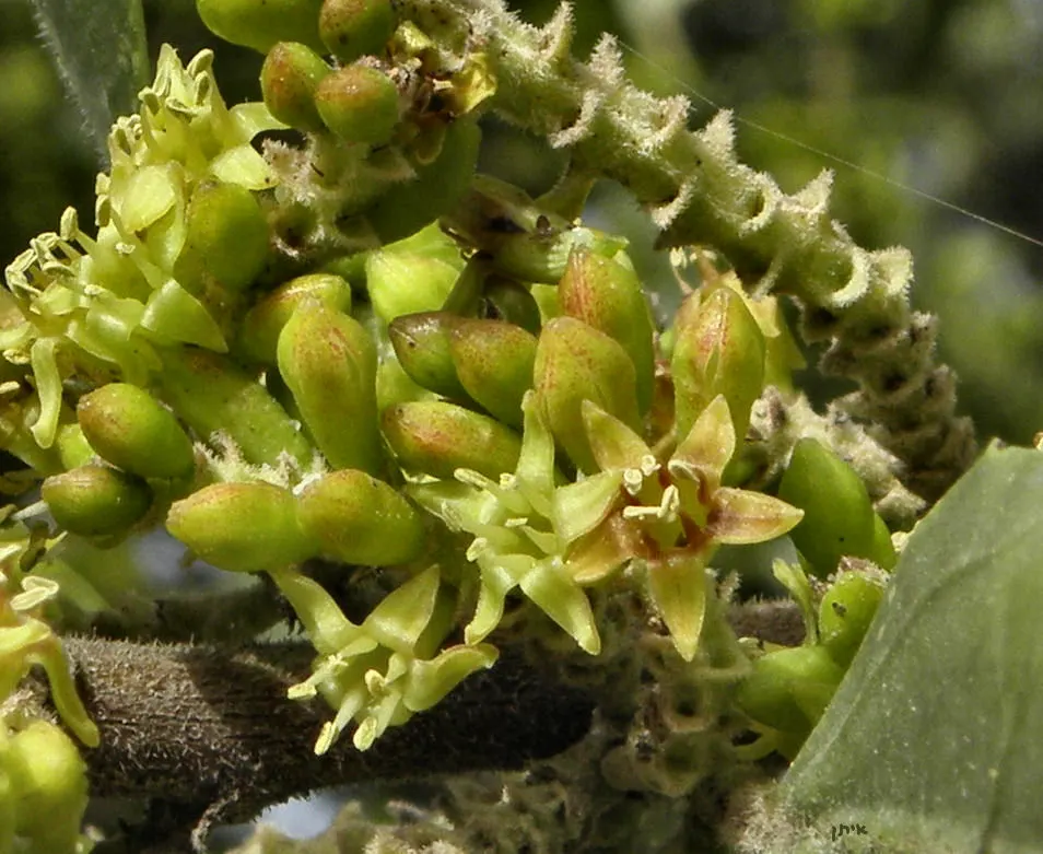 Italian Buckthorn (Rhamnus Alaternus) — typically reaching 5-6 feet in height; making it an excellent choice for hedging