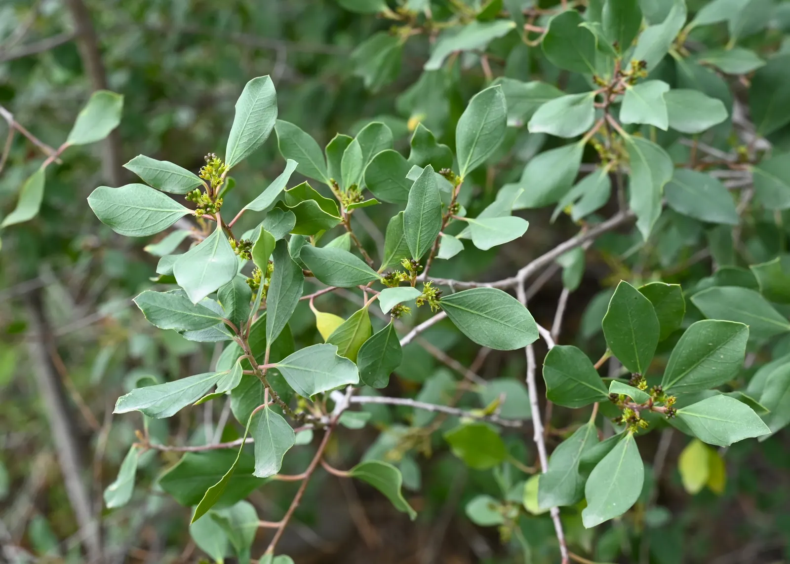Italian Buckthorn (Rhamnus Alaternus) — The Italian Buckthorn (Rhamnus alaternus) is an evergreen shrub with a dense