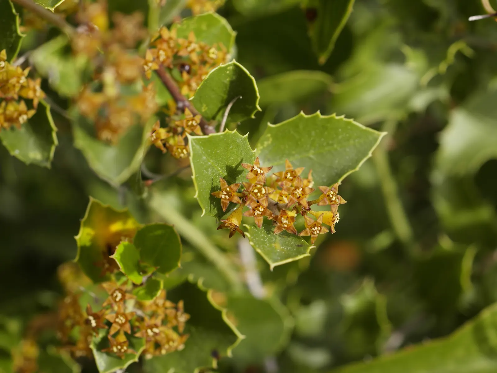 Italian Buckthorn (Rhamnus Alaternus) — making it an excellent choice for hedging