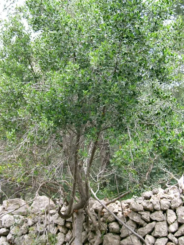 Italian Buckthorn (Rhamnus Alaternus) — though it can grow up to 10 feet; adding to its low-maintenance profile