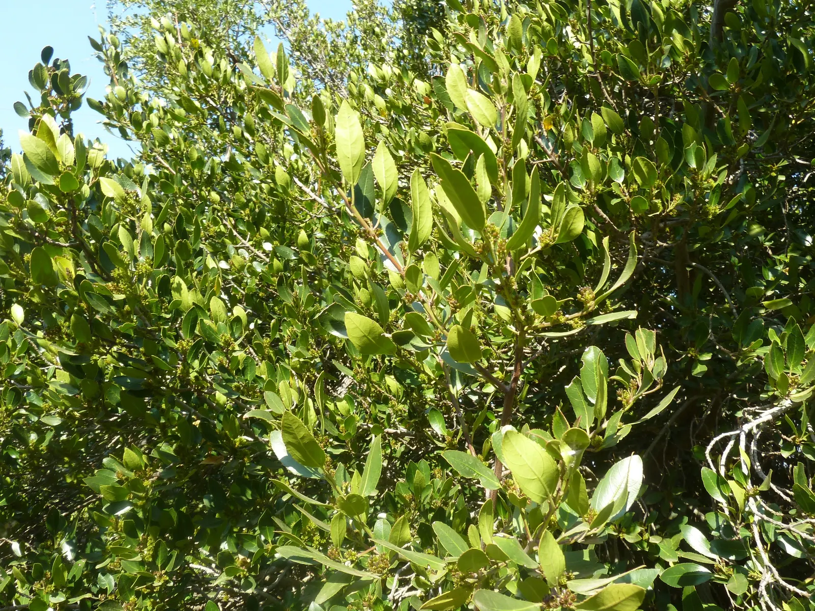 Italian Buckthorn (Rhamnus Alaternus) — making it an excellent choice for hedging; is an elegant and versatile evergreen shrub ideally incorporated, image 55