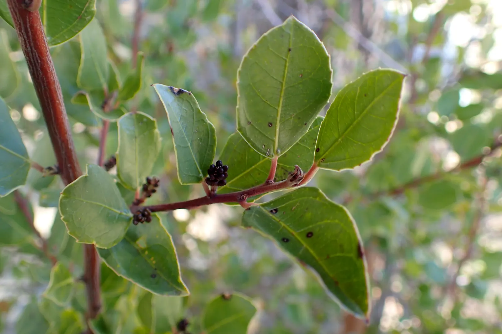 Italian Buckthorn (Rhamnus Alaternus) — adding to its low-maintenance profile