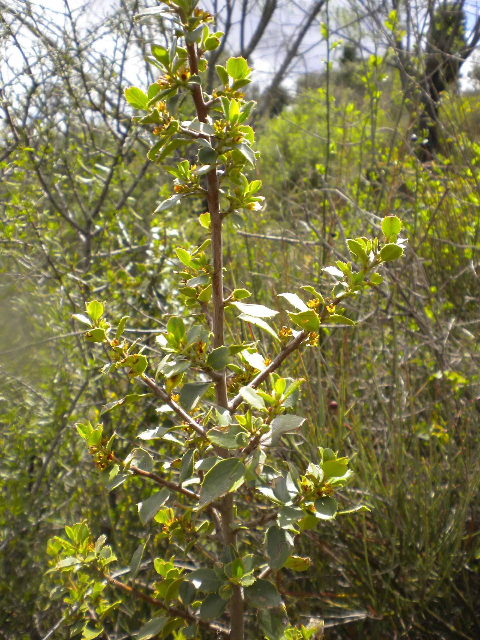 Italian Buckthorn (Rhamnus Alaternus) — demonstrating adaptability to a range of soil types; scientifically referred to as Rhamnus alaternus