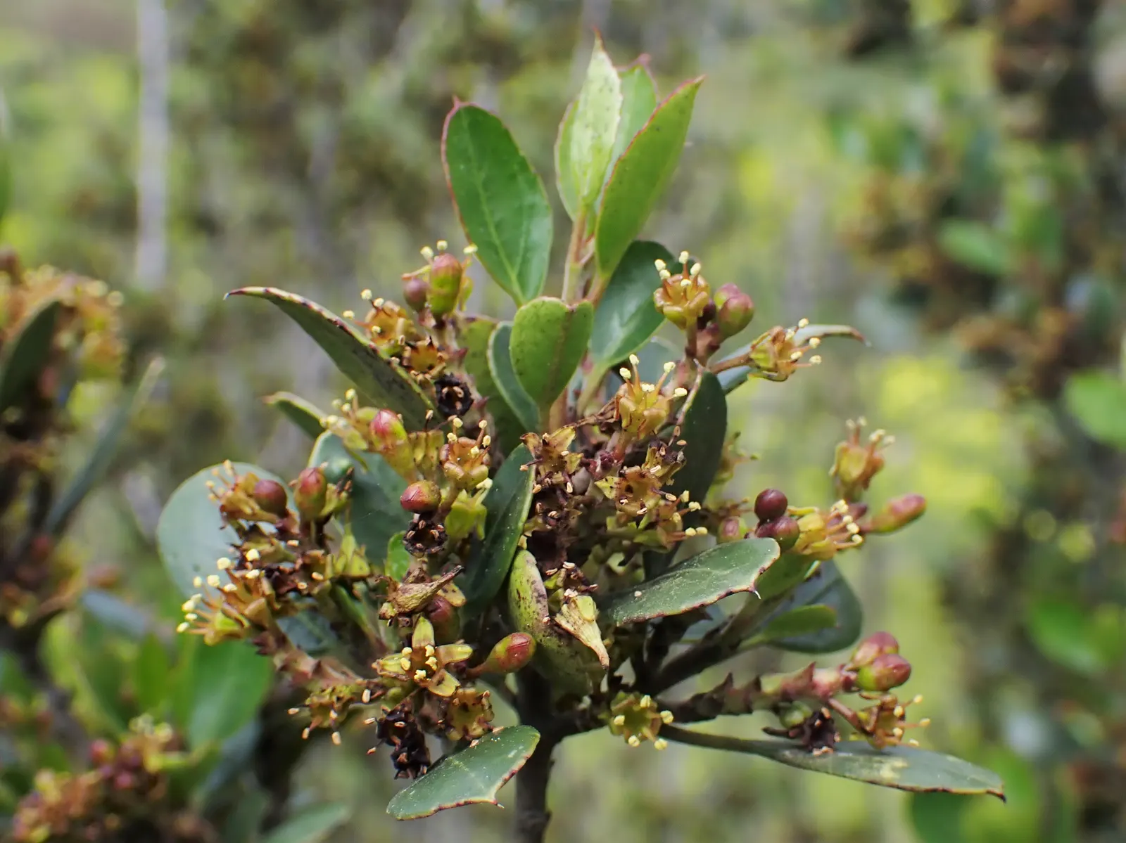 Italian Buckthorn (Rhamnus Alaternus) — typically reaching 5-6 feet in height
